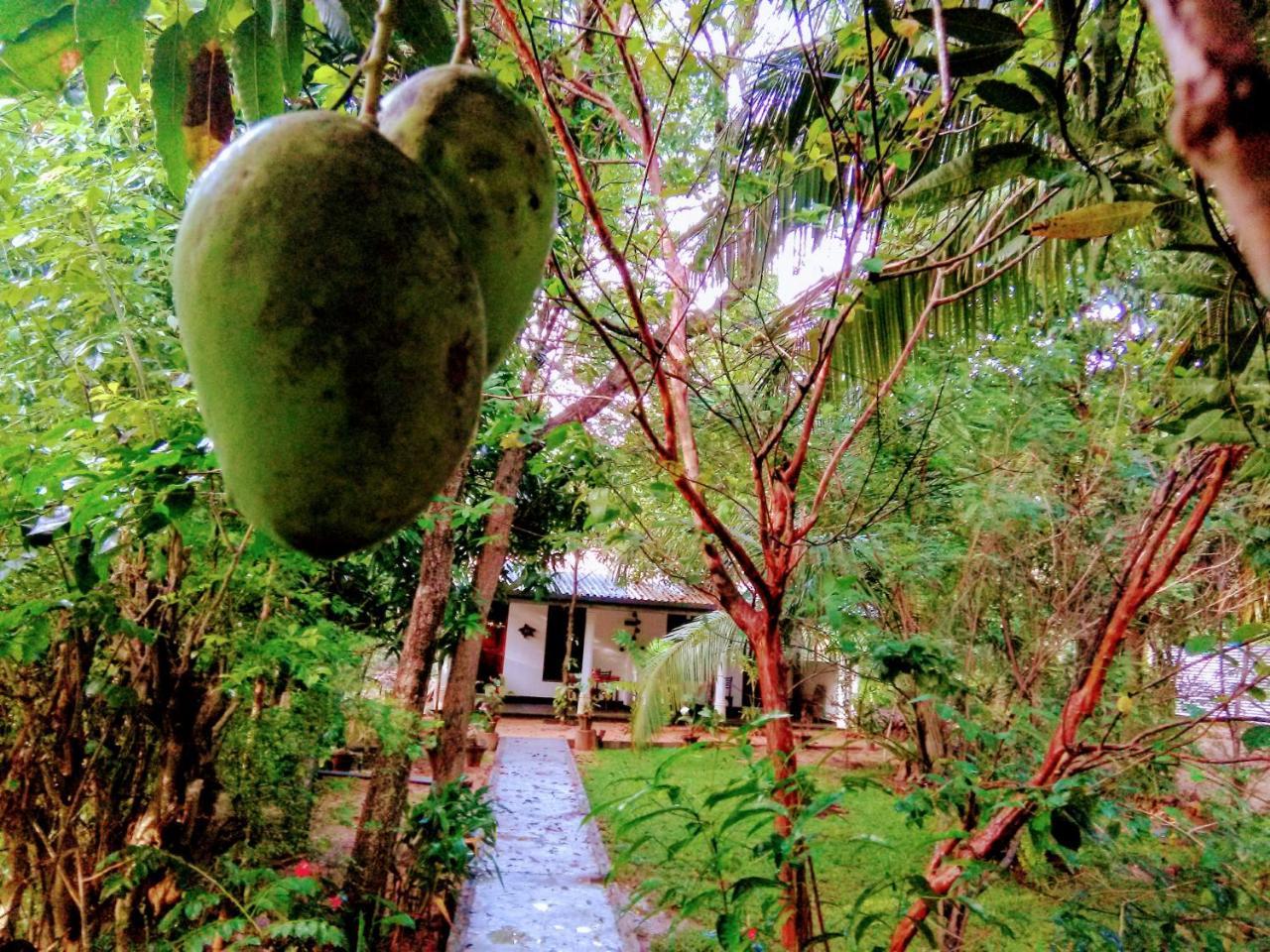 Sigiri Mango Garden Eco Resort Sigiriya Ngoại thất bức ảnh